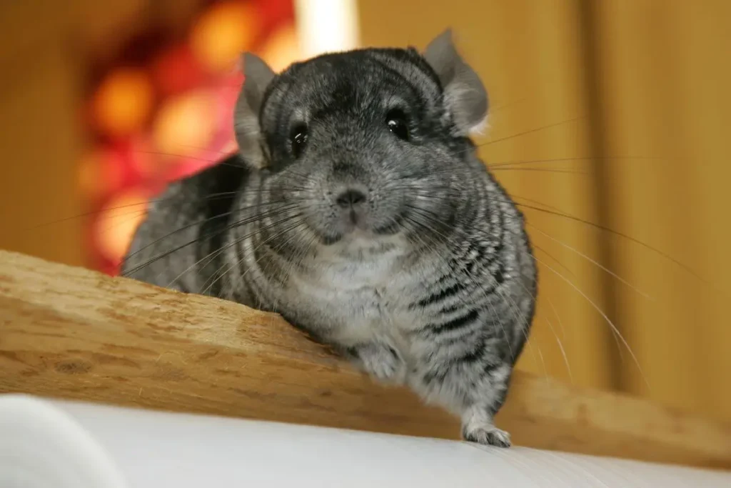 Can Chinchillas Eat Bananas