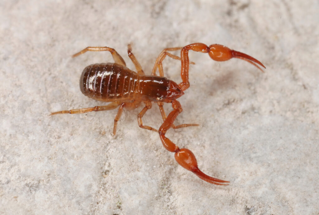 Scorpions With No Tail