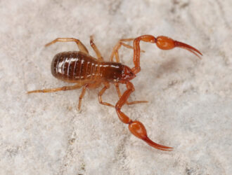 Scorpions With No Tail