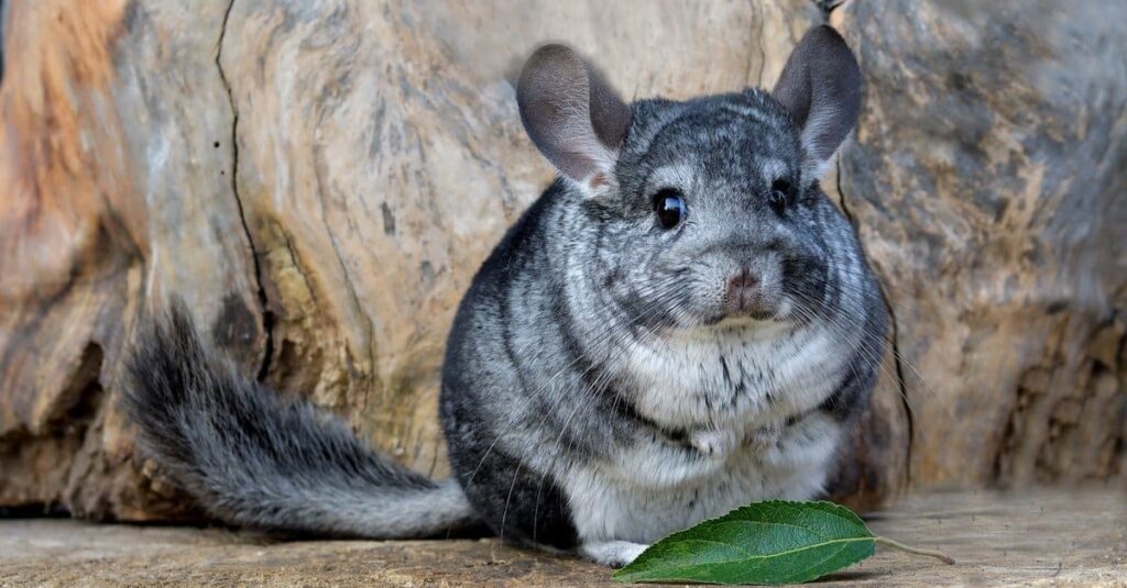 Chinchillas