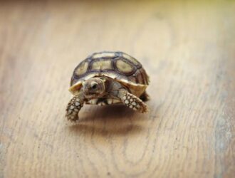 What Are The Smallest Tortoises