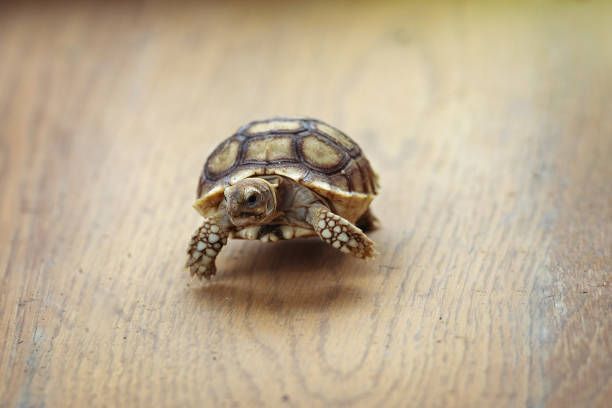 What Are The Smallest Tortoises