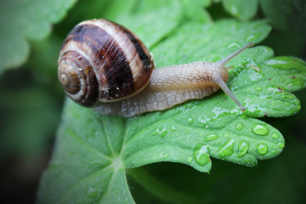 Snails