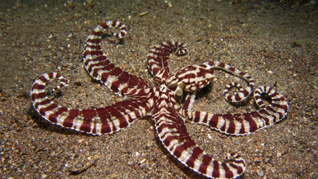 Weird Facts About Octopuses