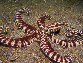 Weird Facts About Octopuses