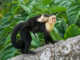What Are Capuchin Monkeys