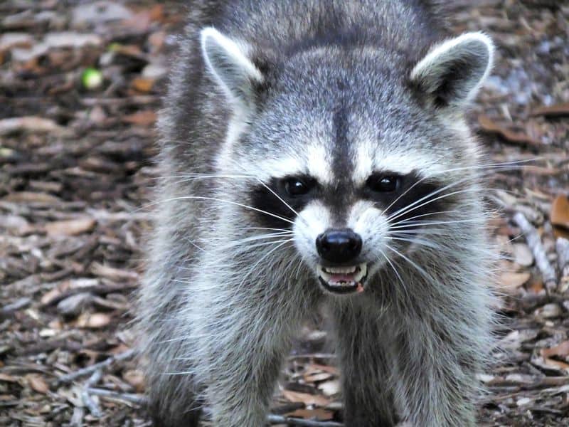 What Are Raccoons Afraid Of