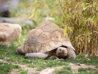 What Are Tortoises