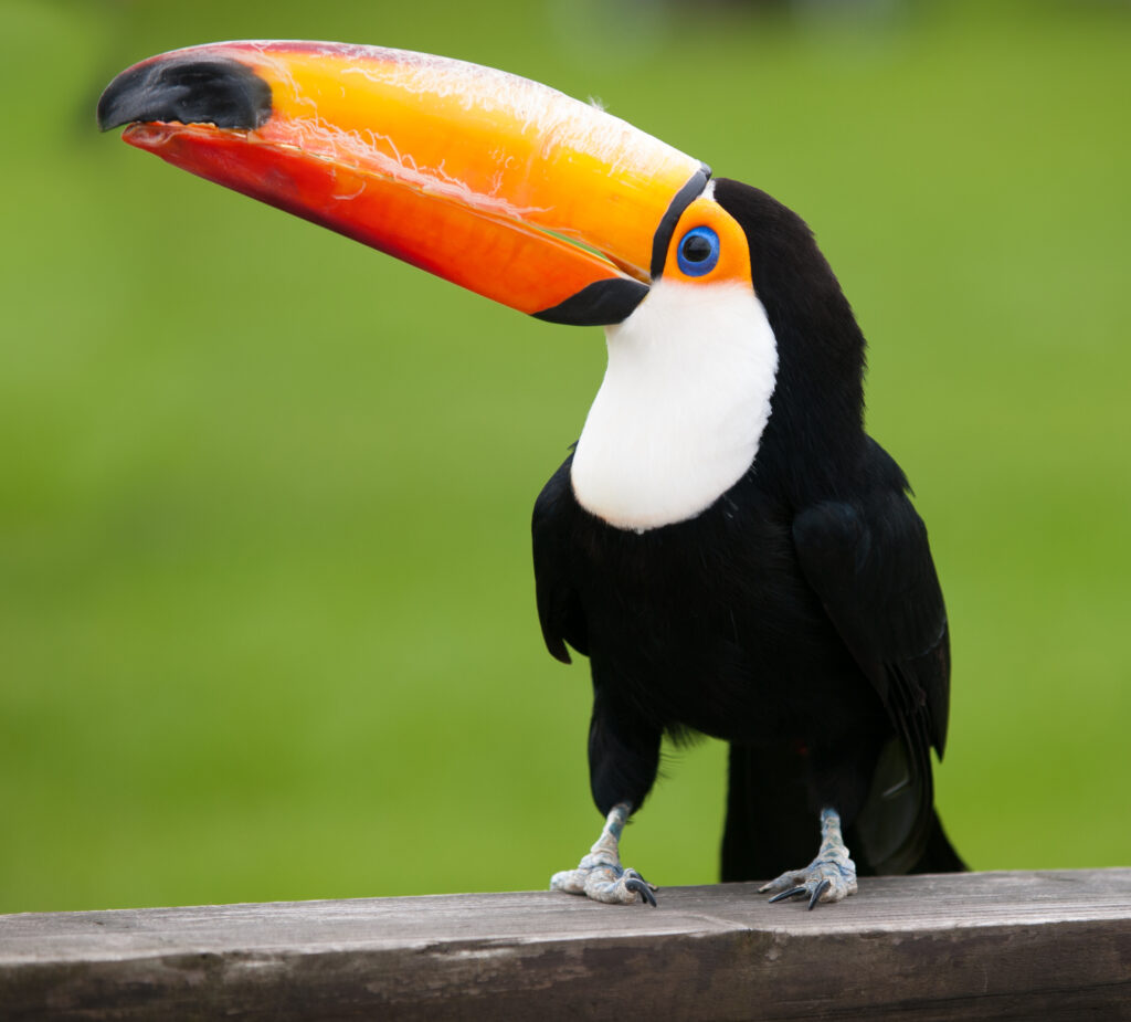 What Are Toucans