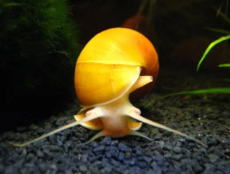 What Do Aquarium Snails Eat