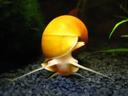 What Do Aquarium Snails Eat
