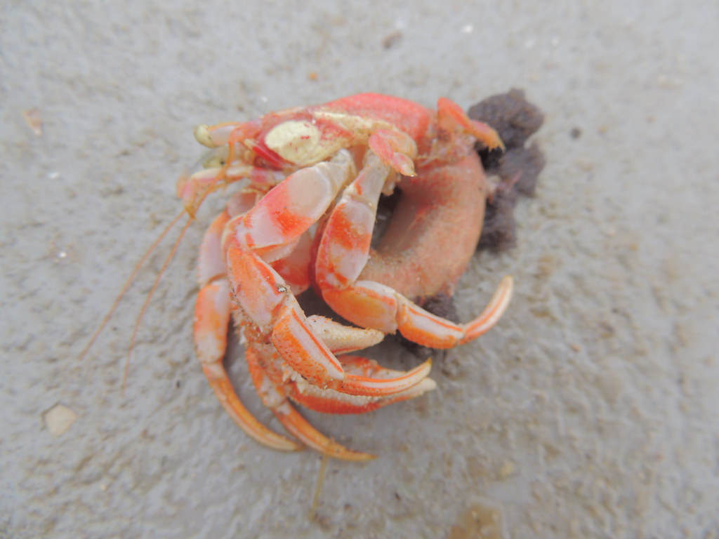 What Do Hermit Crabs Look Like Without Their Shells