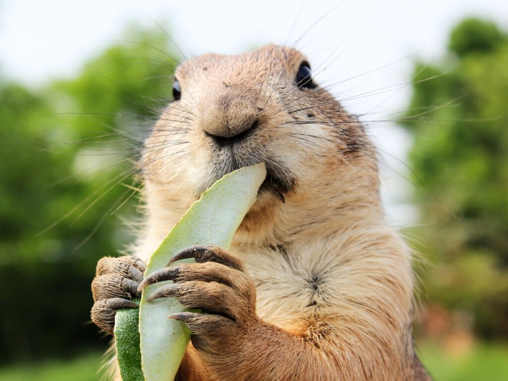 What Do Prairie Dogs Eat