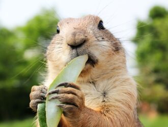 What Do Prairie Dogs Eat