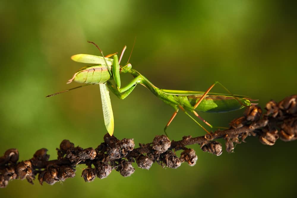 Praying Mantises