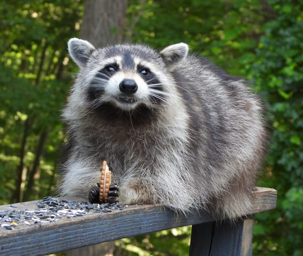 What Do Raccoons Hate The Most