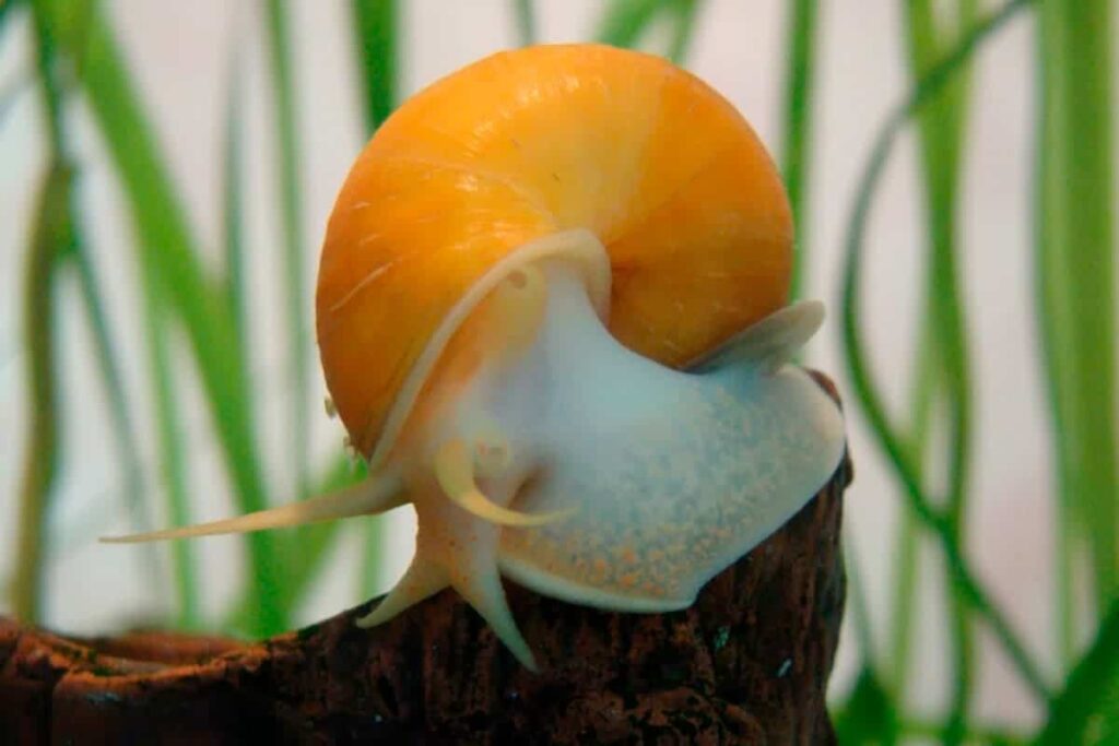 What Does Fresh Water Snails Eat