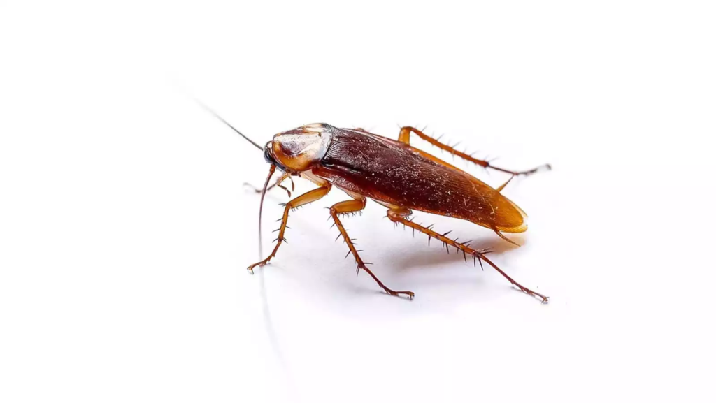 What Does It Mean When You Dream Cockroaches