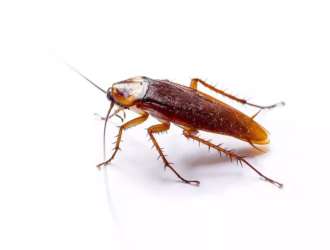 What Does It Mean When You Dream Cockroaches