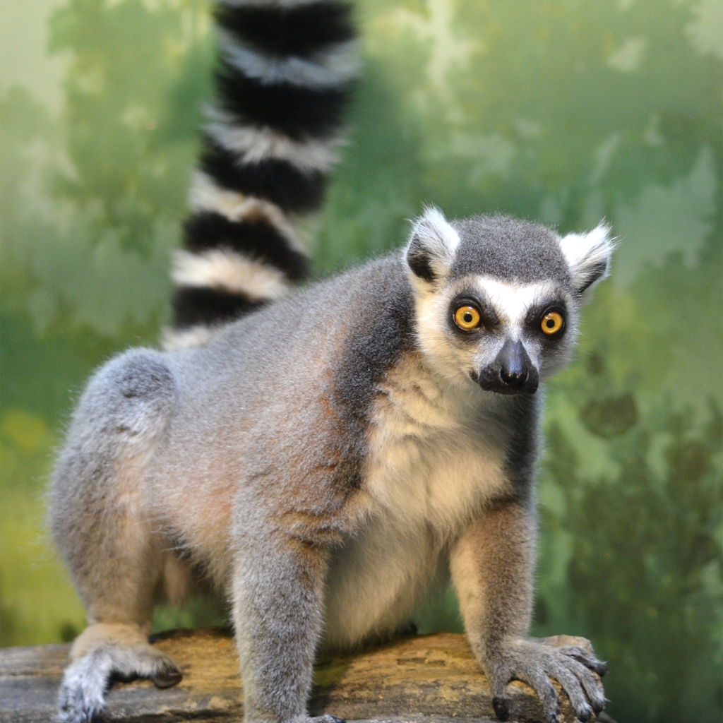 What Does Lemurs Look Like