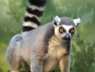 What Does Lemurs Look Like