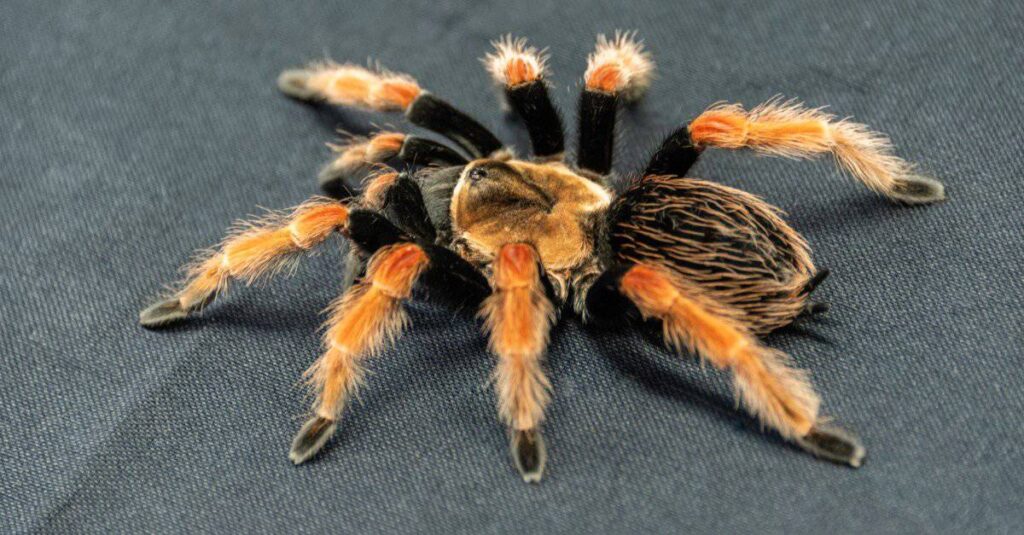 What Eat Tarantulas