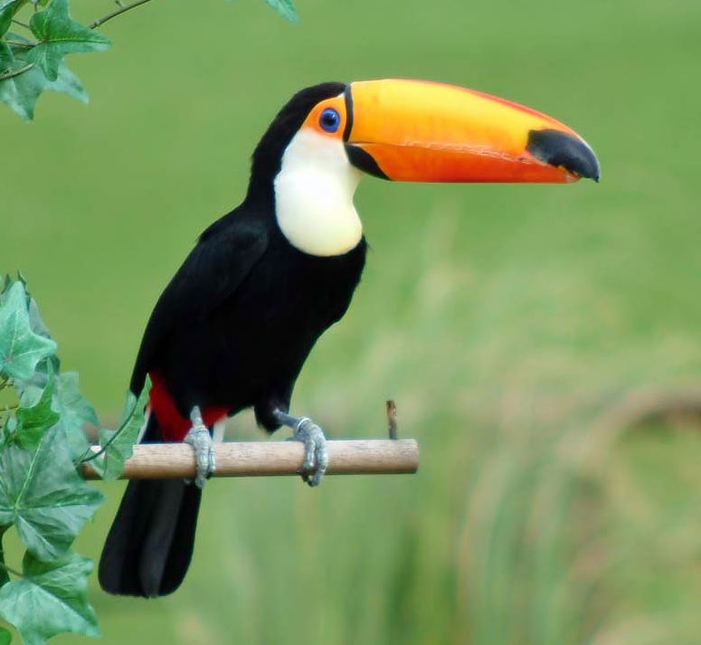 What Eat Toucans