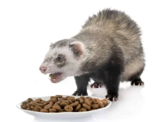 What Food Can Ferrets Eat