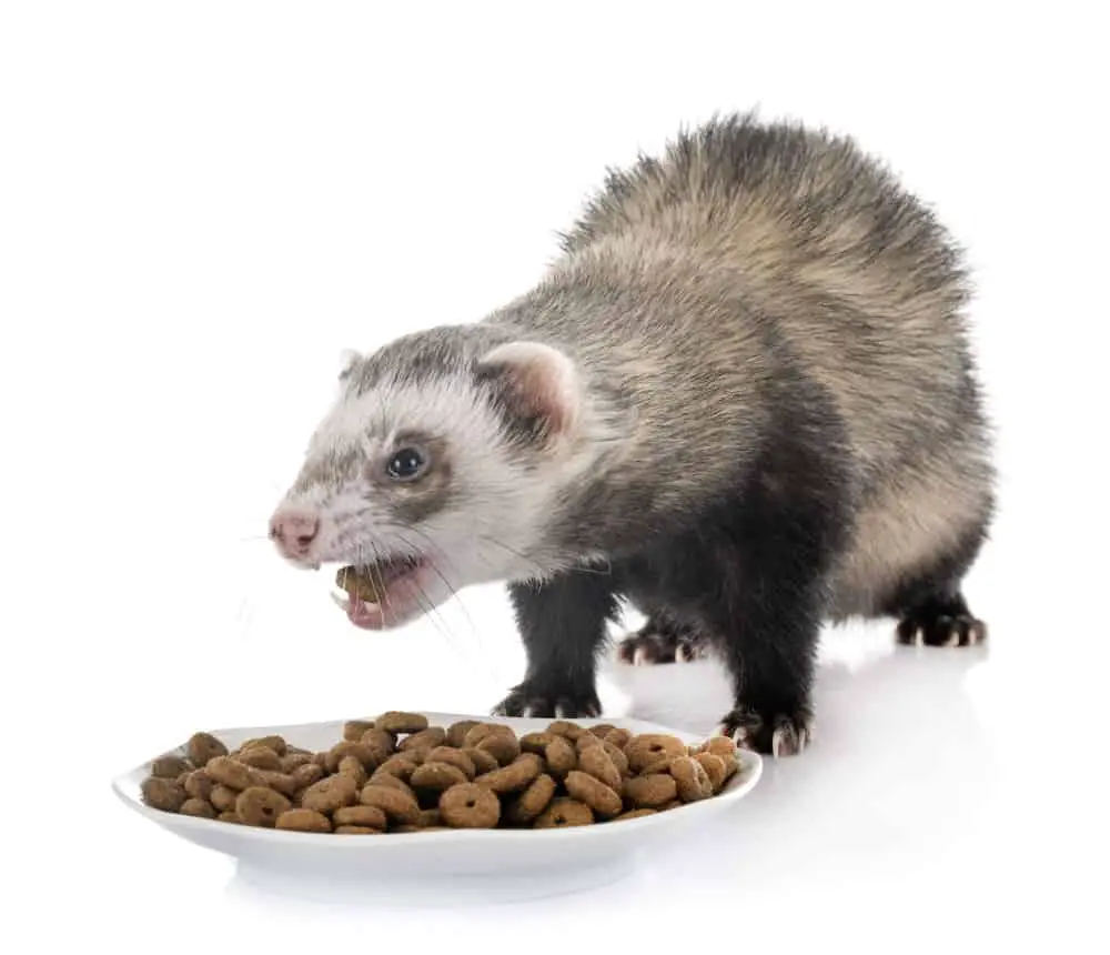 What Food Can Ferrets Eat