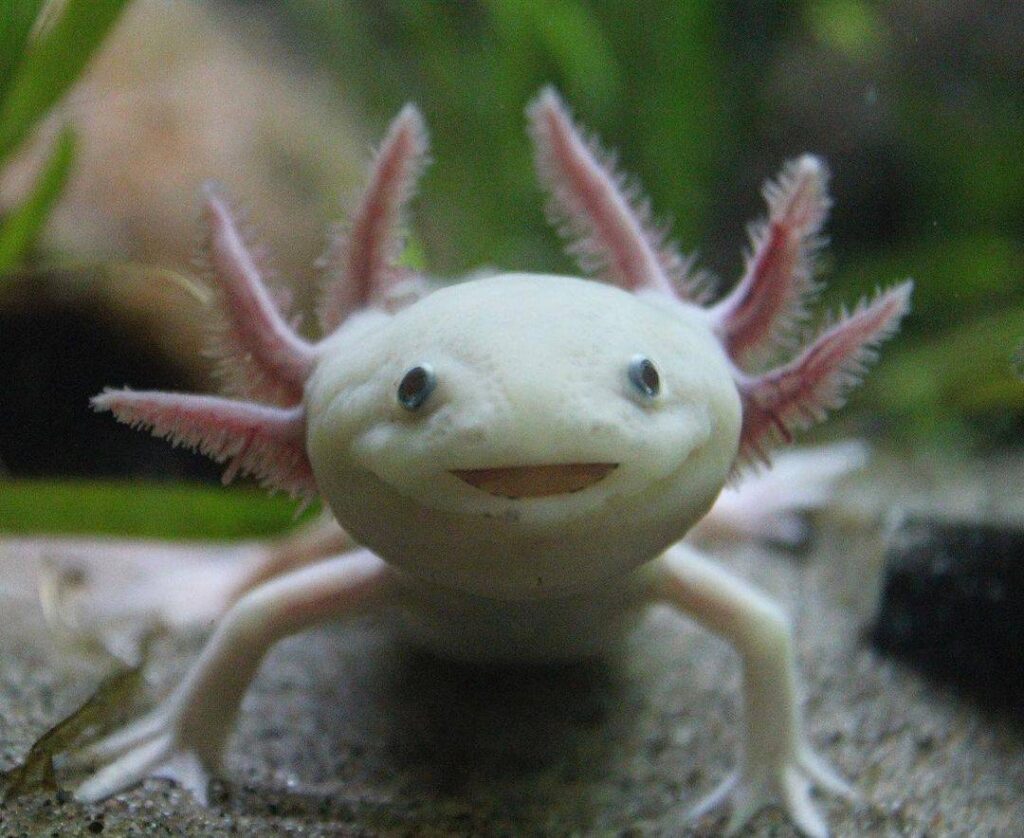 What Food Does Axolotls Eat