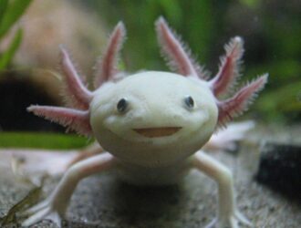 What Food Does Axolotls Eat