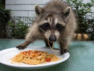 What Is A Raccoon Favourite Food