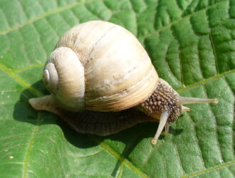What Is Snails Eat