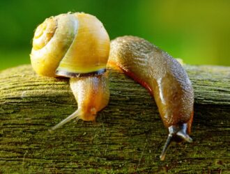 What Is The Difference Between Snails And Slugs