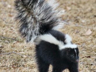 What Smell Does Skunks Hate