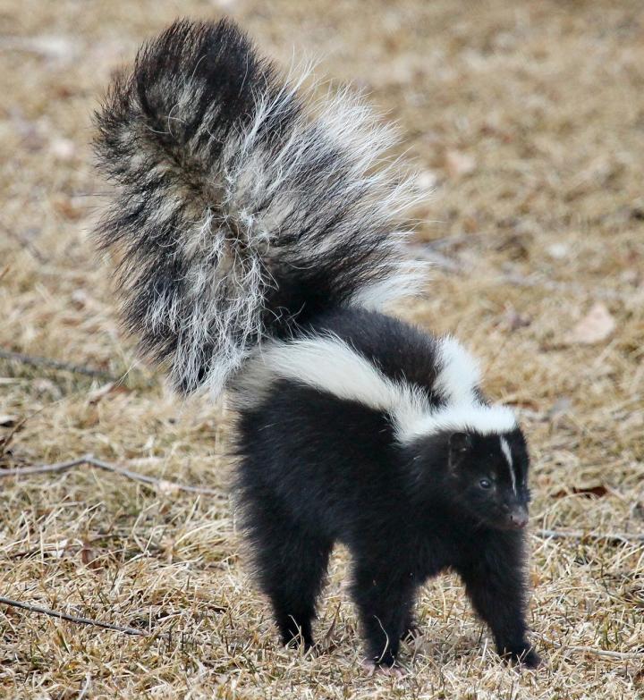 What Smell Does Skunks Hate