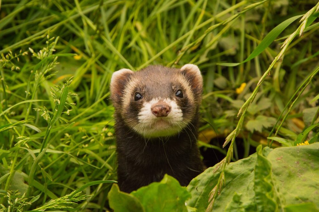 What Sound Do Ferrets Make