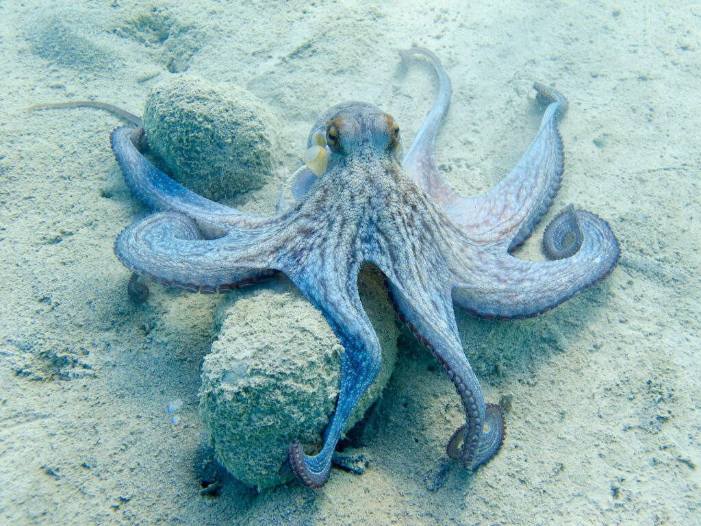 Where Are Octopuses Found