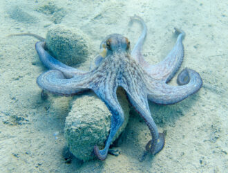 Where Are Octopuses Found