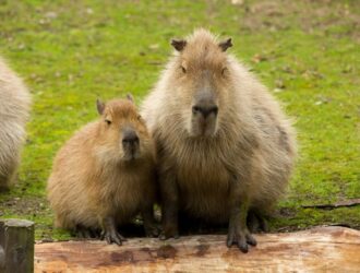 Where Can I See Capybaras