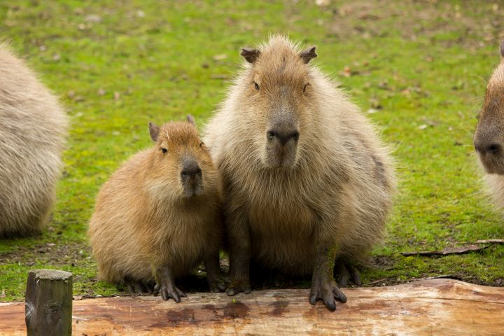 Where Can I See Capybaras