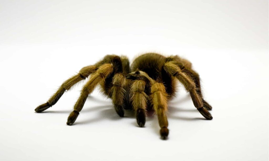 Where Do Tarantulas Live