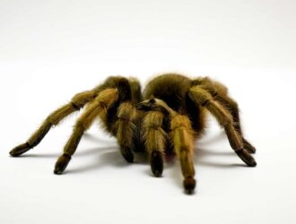 Where Do Tarantulas Live