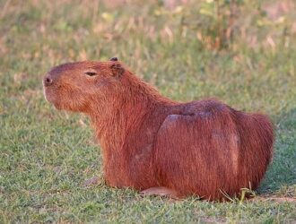 Where Does Capybaras Live