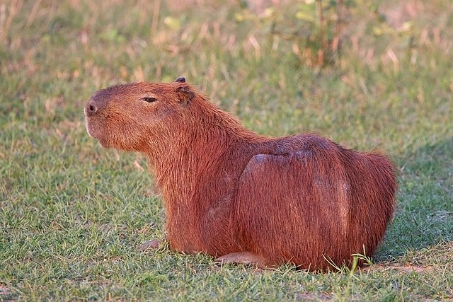 Where Does Capybaras Live