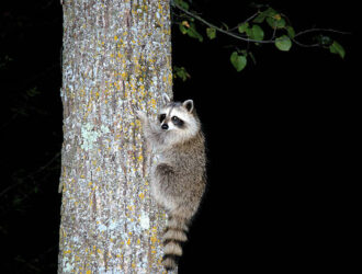 Why Do Raccoons Climb Trees At Night