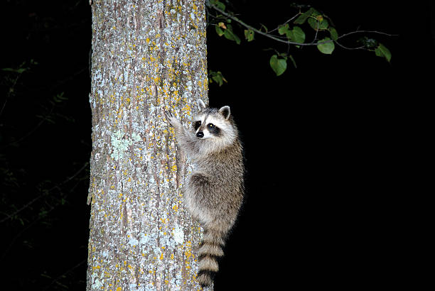 Why Do Raccoons Climb Trees At Night