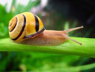 Why Do Snails Have A Shell