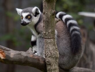 Why Lemurs Are Endangered