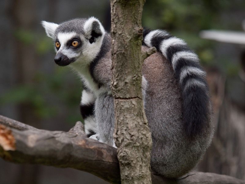 Why Lemurs Are Endangered